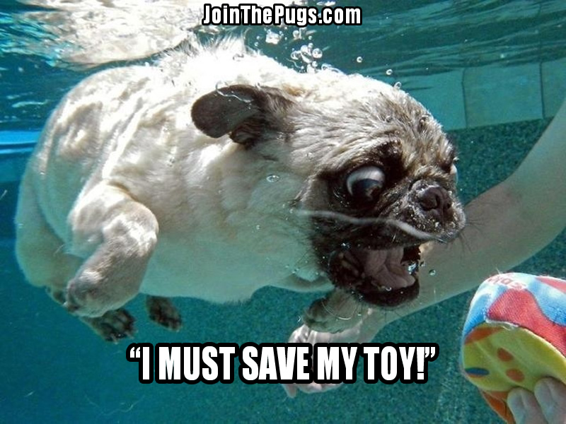 Dive Pug - Join the Pugs