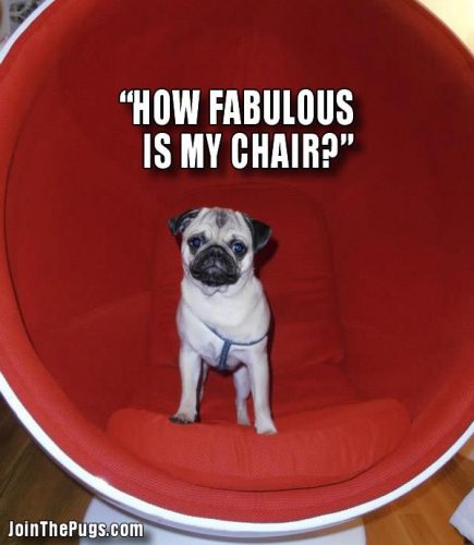 how fabulous is my chair - Join the Pugs