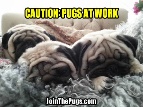 Wendy Davenschot with Seloy, Ragnar, Loki - Join the Pugs 