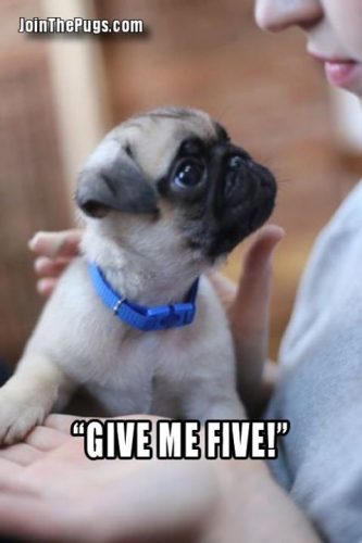 Give me five! - Join the Pugs  