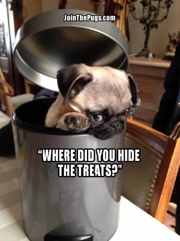 Where did you hide the treats - Join the Pugs