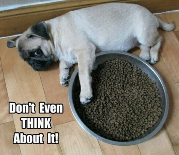 Nothing comes between a Pug and their food!
