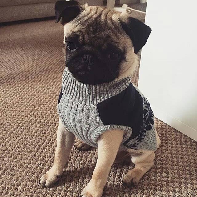 Pug loves sweaters