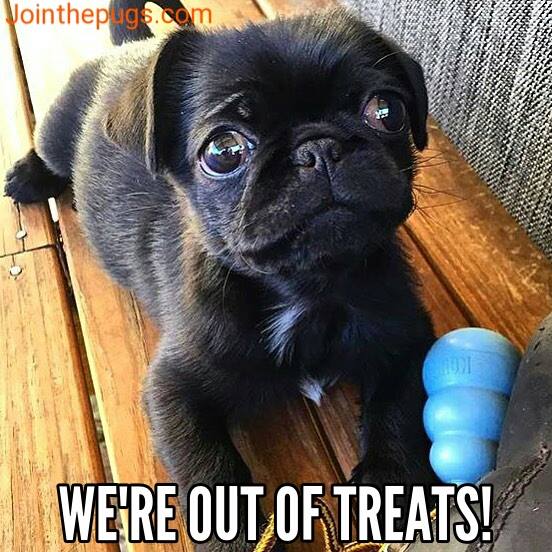 Pug realizes we're out of treats