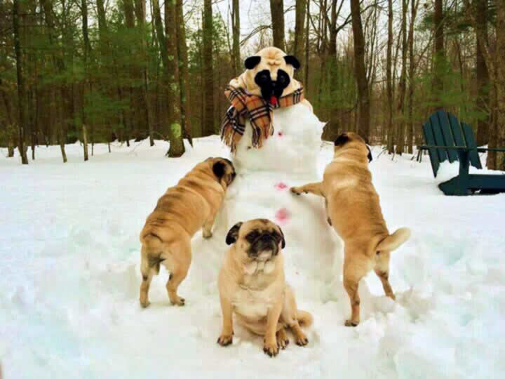 The Abominable Snow Pug