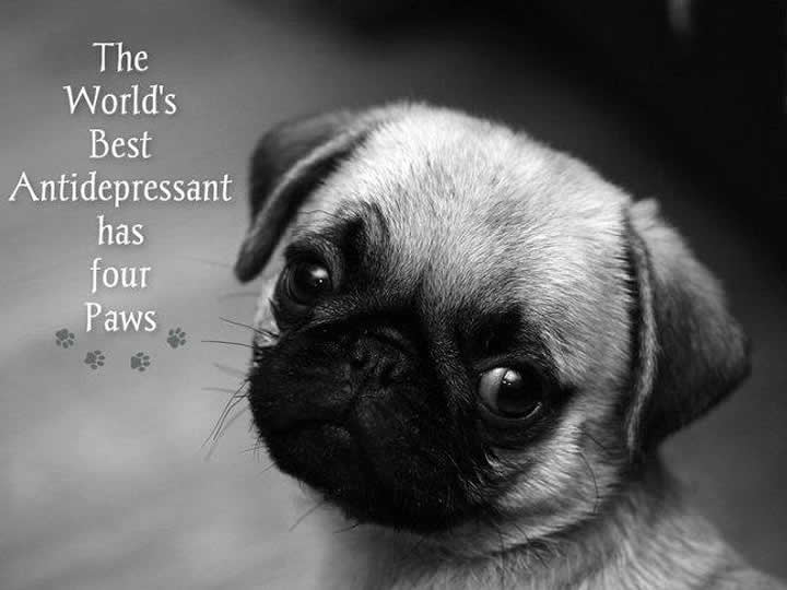 The Best Antidepressant is a PugThe Best Antidepressant is a Pug