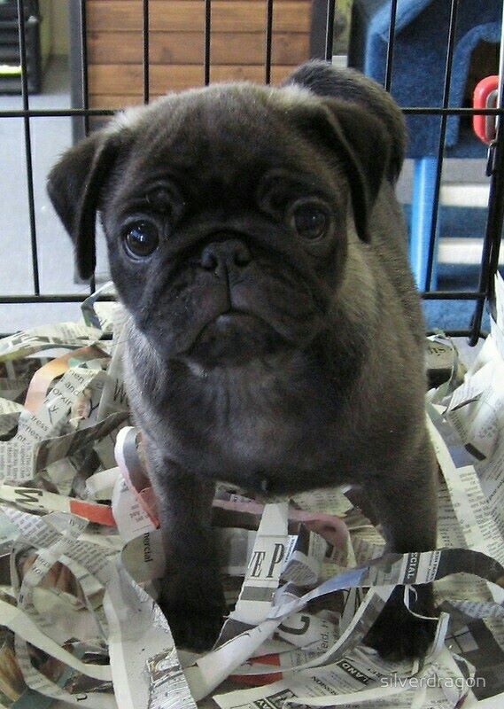 Beautiful Silver Pug