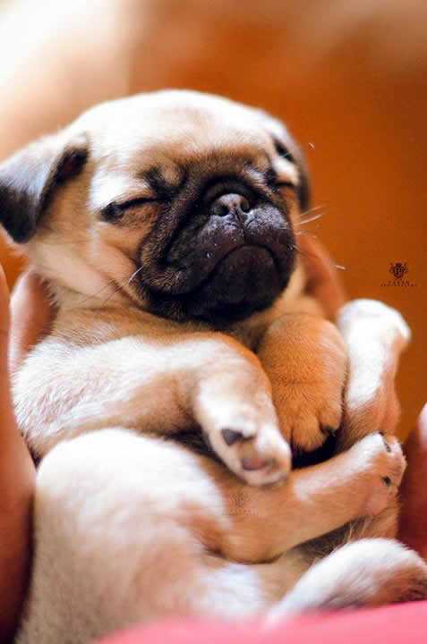 Have an insanely cute is this Pug