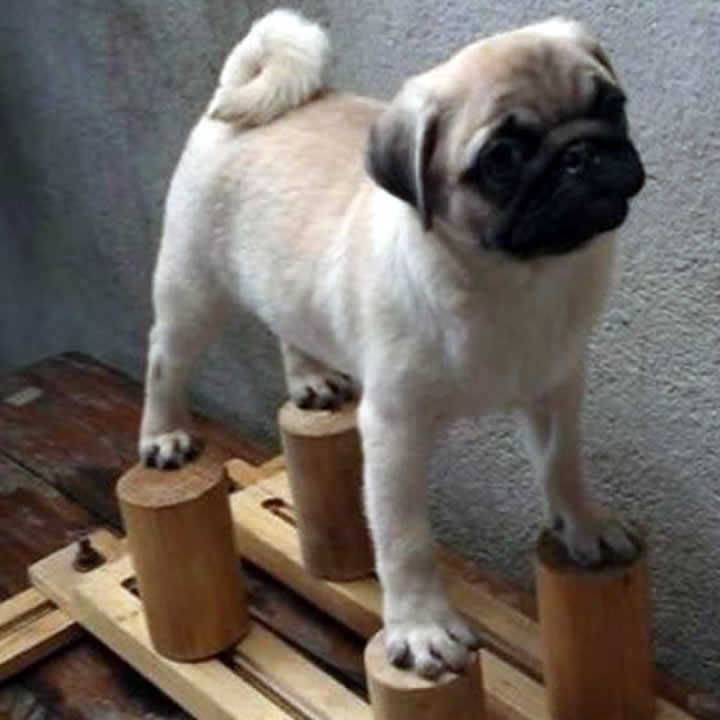 How did you get a Pug to stand still like this?