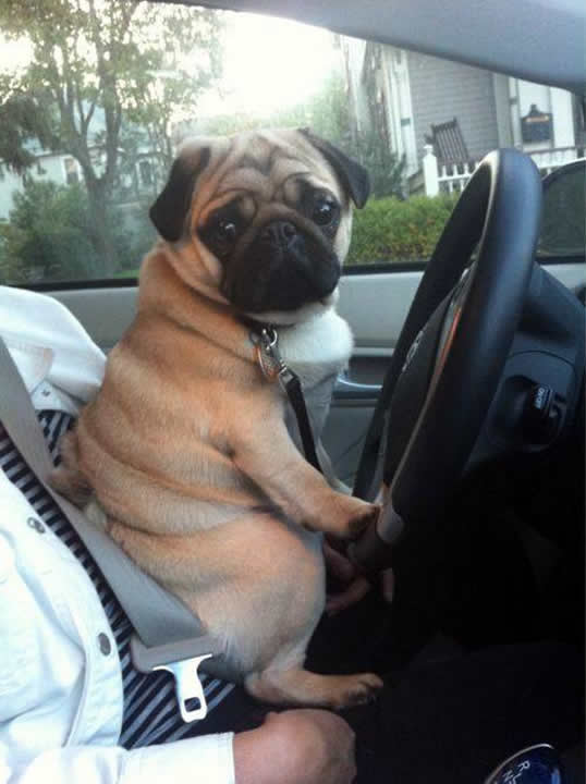 Pug chauffeur