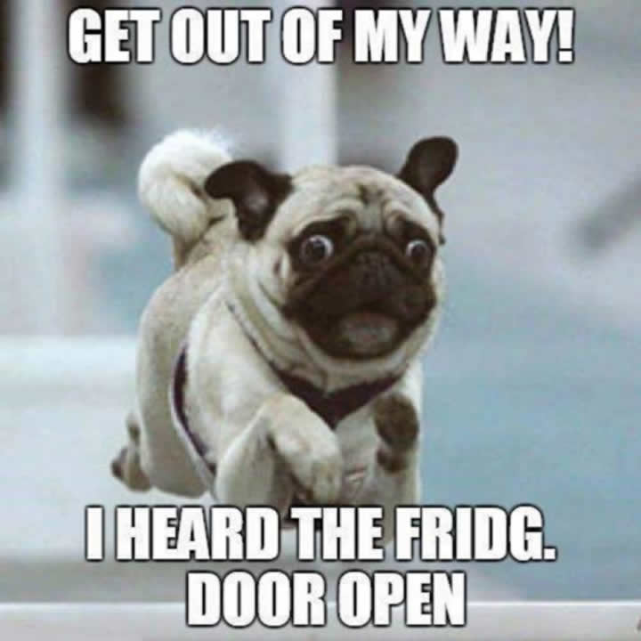 Pug hears the fridge door open