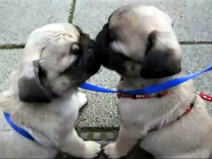 Pug kissing cuteness