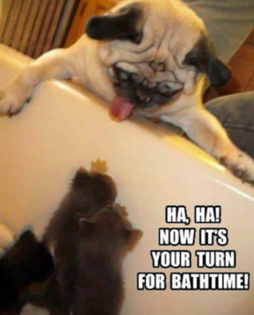 Pug says, E tu kitty