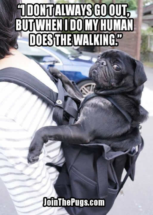 The Most Interesting Pug in the World Strikes Back