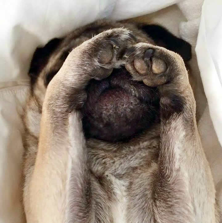 Tomorrow can't be Monday Pug