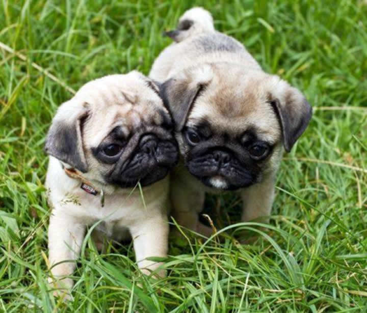 Two Pugs who love playing