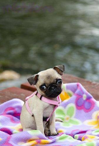 Adorable baby Puglet