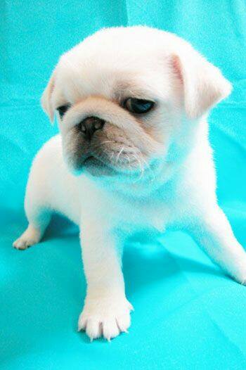 Are white Pugs really Pugs