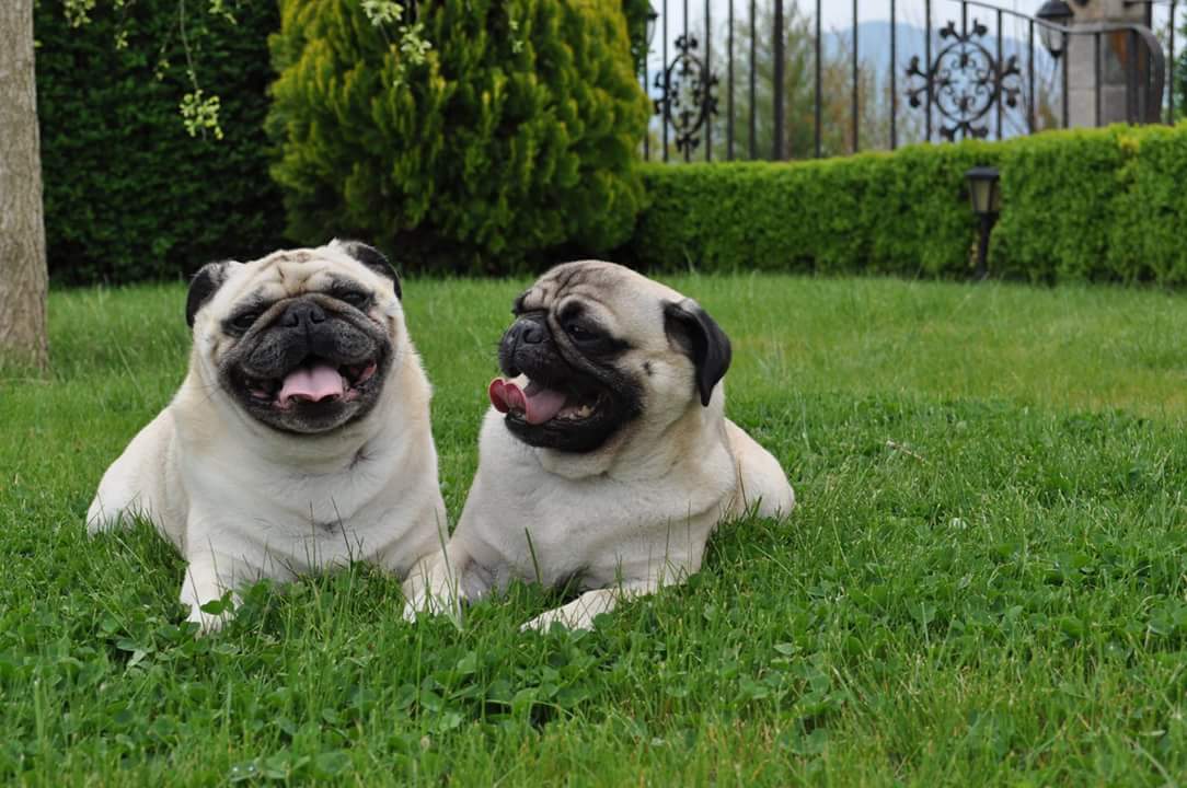 Cute Pug couple is ready for spring