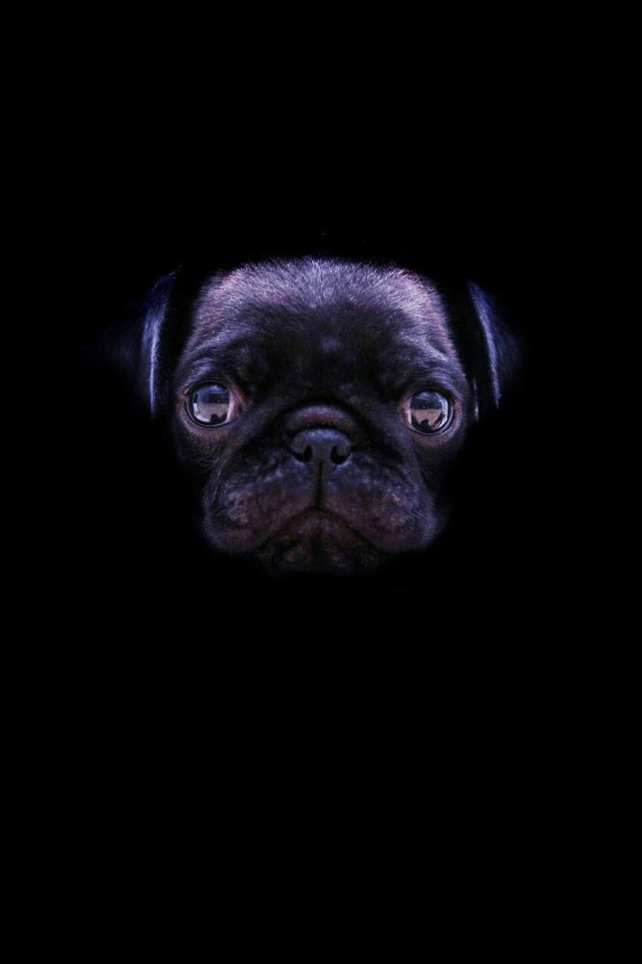 I am Bat Pug