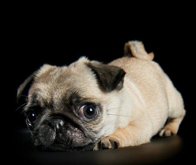 Pug asks Is it the Weekend yet