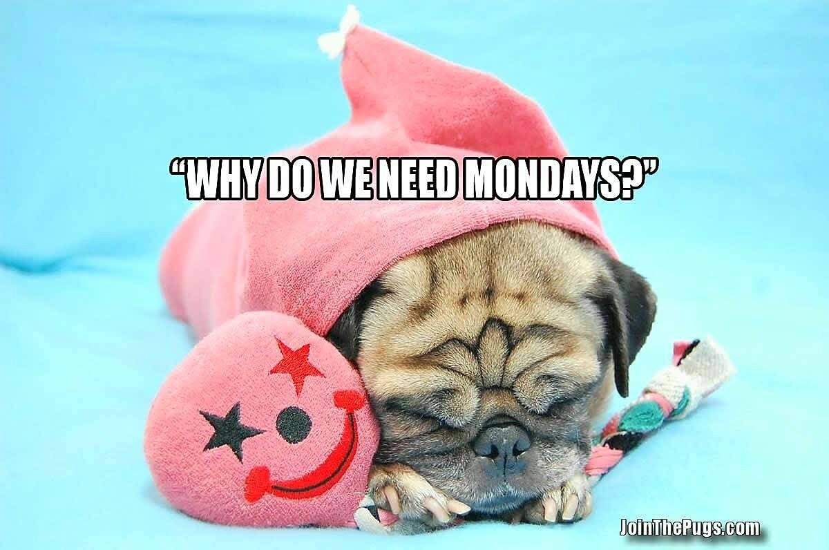 Pug asks why do we need Monday's