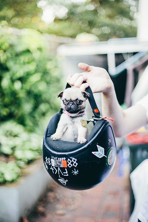 Pug in a helmet