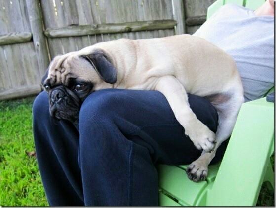 Pug is not getting up