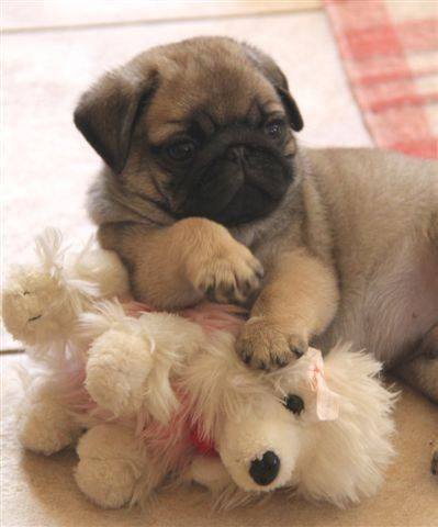 Pug puppy plays with toy