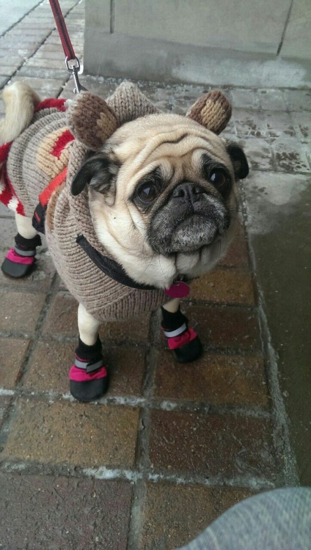 Pug takes on winter thanks to Maria Ines Skibczyk