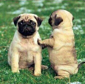 Pugs are unexcited about Monday