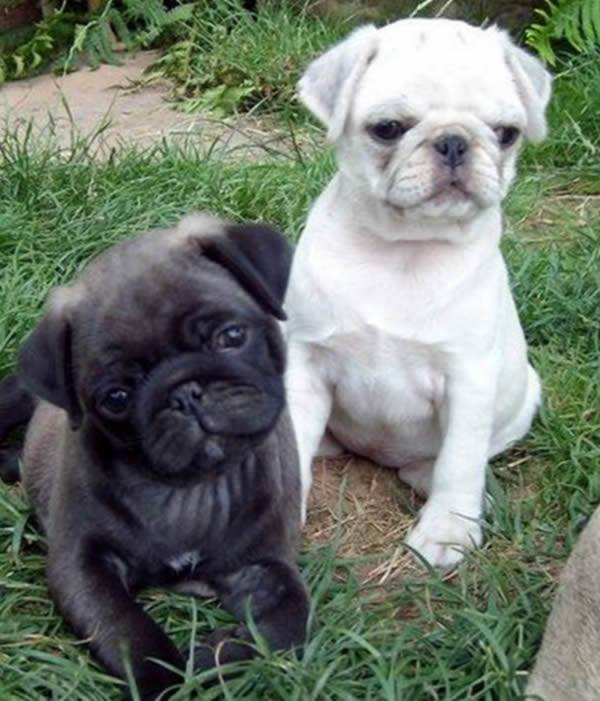 Silver Pugs melt our hearts