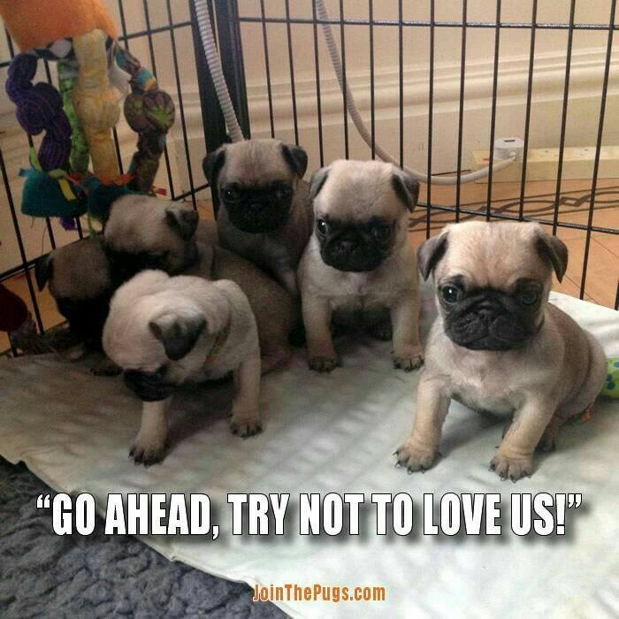 Try not to love these Pugs