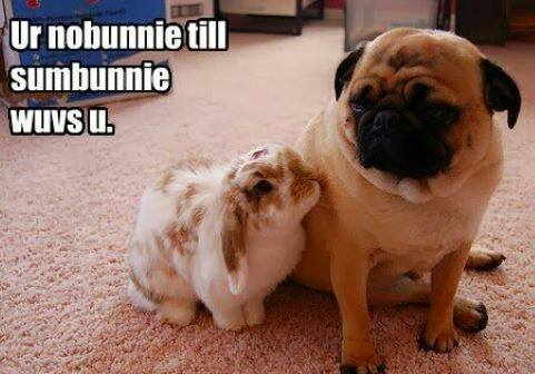 Bunnies and Pugs, yes please!