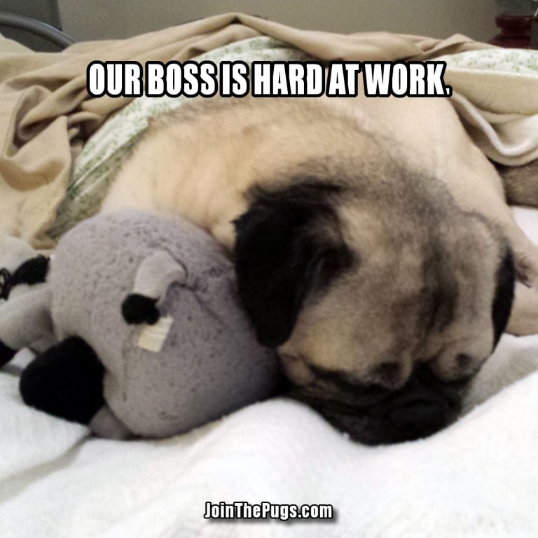 Chief Pug Working like a Dog