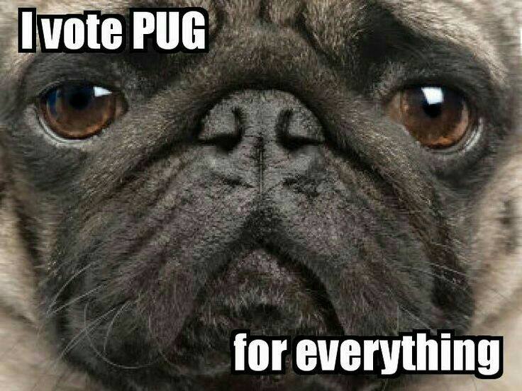If you’re tired of the election process, then Vote Pug!