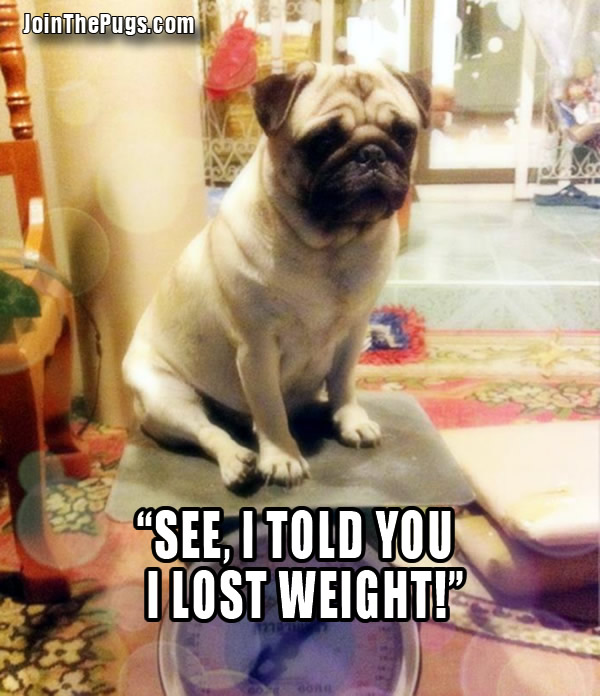 Pug Weighs In