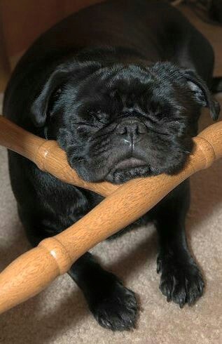 Pug sleeps until the weekend