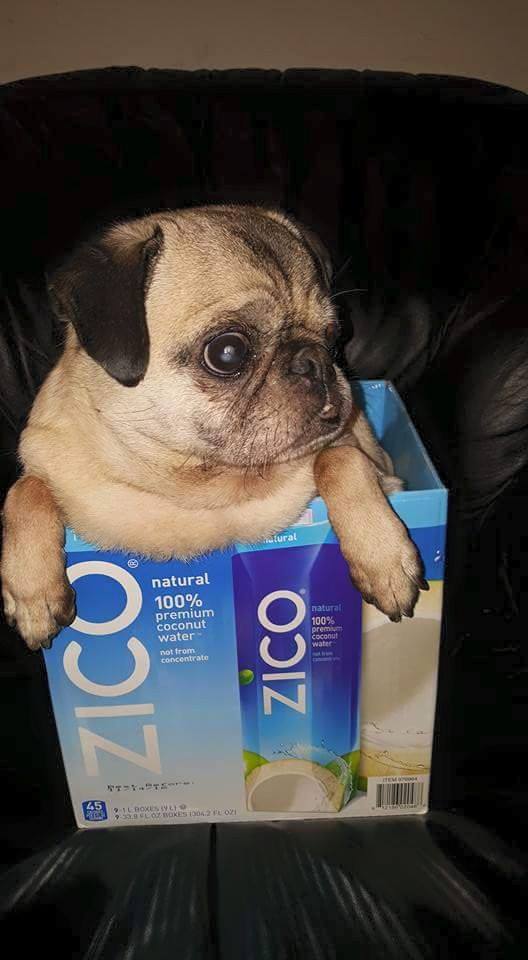 Pugs love coconut water