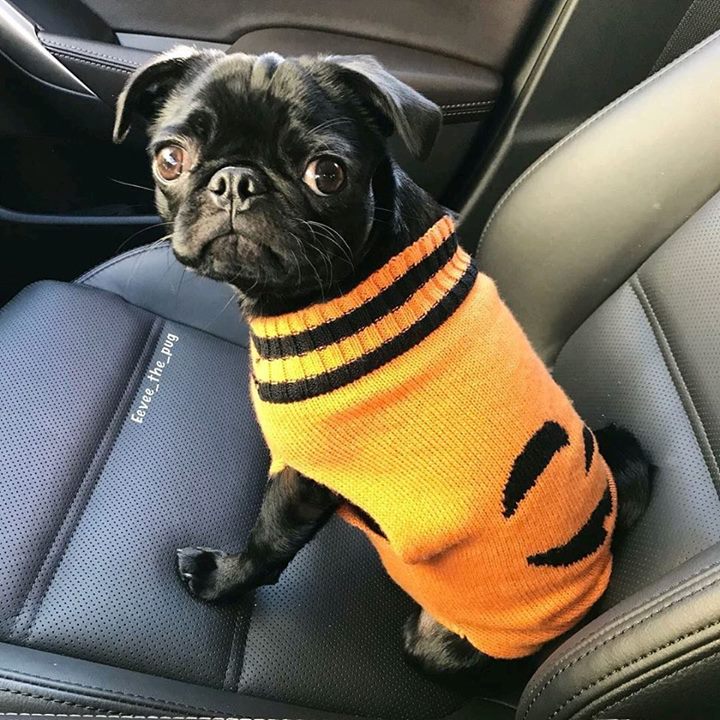 Eevee the Pug Is Adorable in Her Halloween Sweater