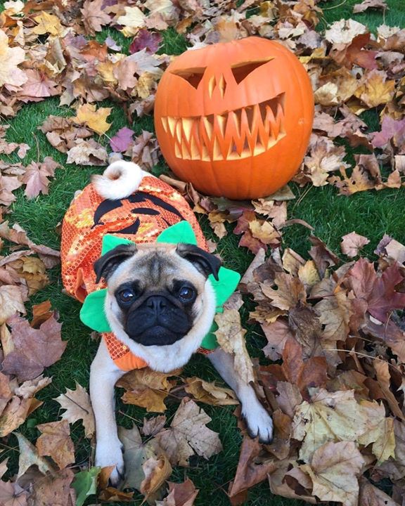 Happy Halloween from Loftus the Pug!