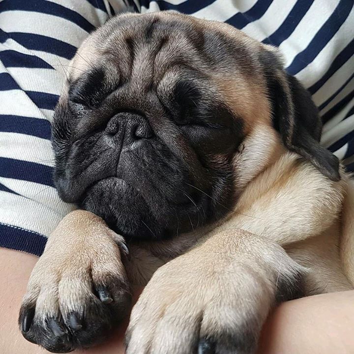 Thank you to cutie pie the Pug Arthur