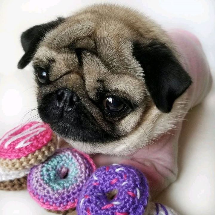 Bark it out for Candy Pugs