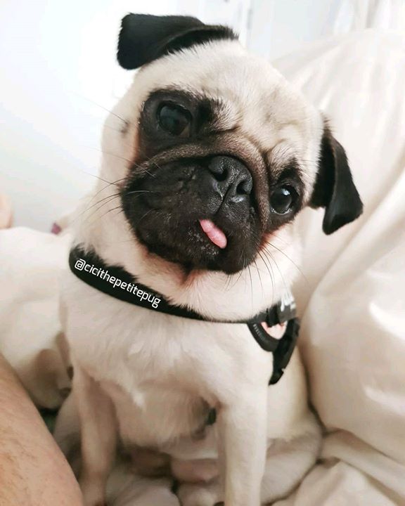 Chichi the Petite Pug is a dumpling