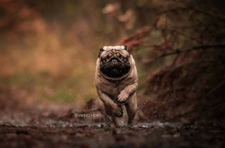 Hungry Pug says, Watch out, I’m coming for the food!