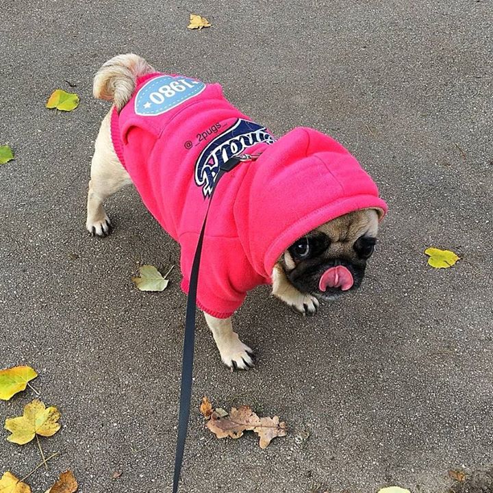 Pug says, You talkin’ to me punk?!