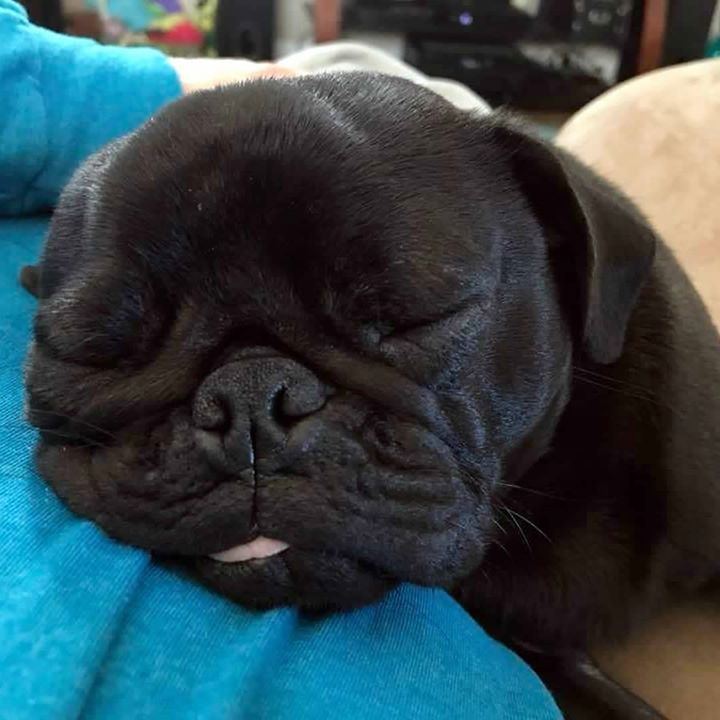 Adorable black Pug snoring away