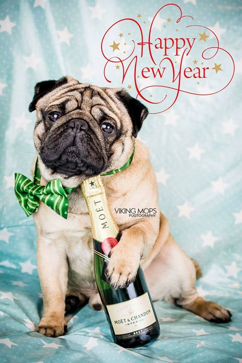 Happy New Year from Join the Pugs and Viking Mops