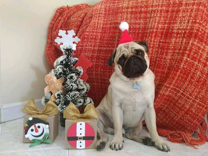 How pawsome is Bruno the Pug's Christmas tree?