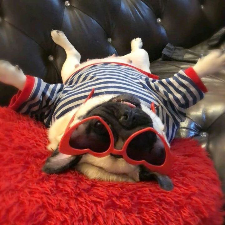 Lady Pug is too cool for school